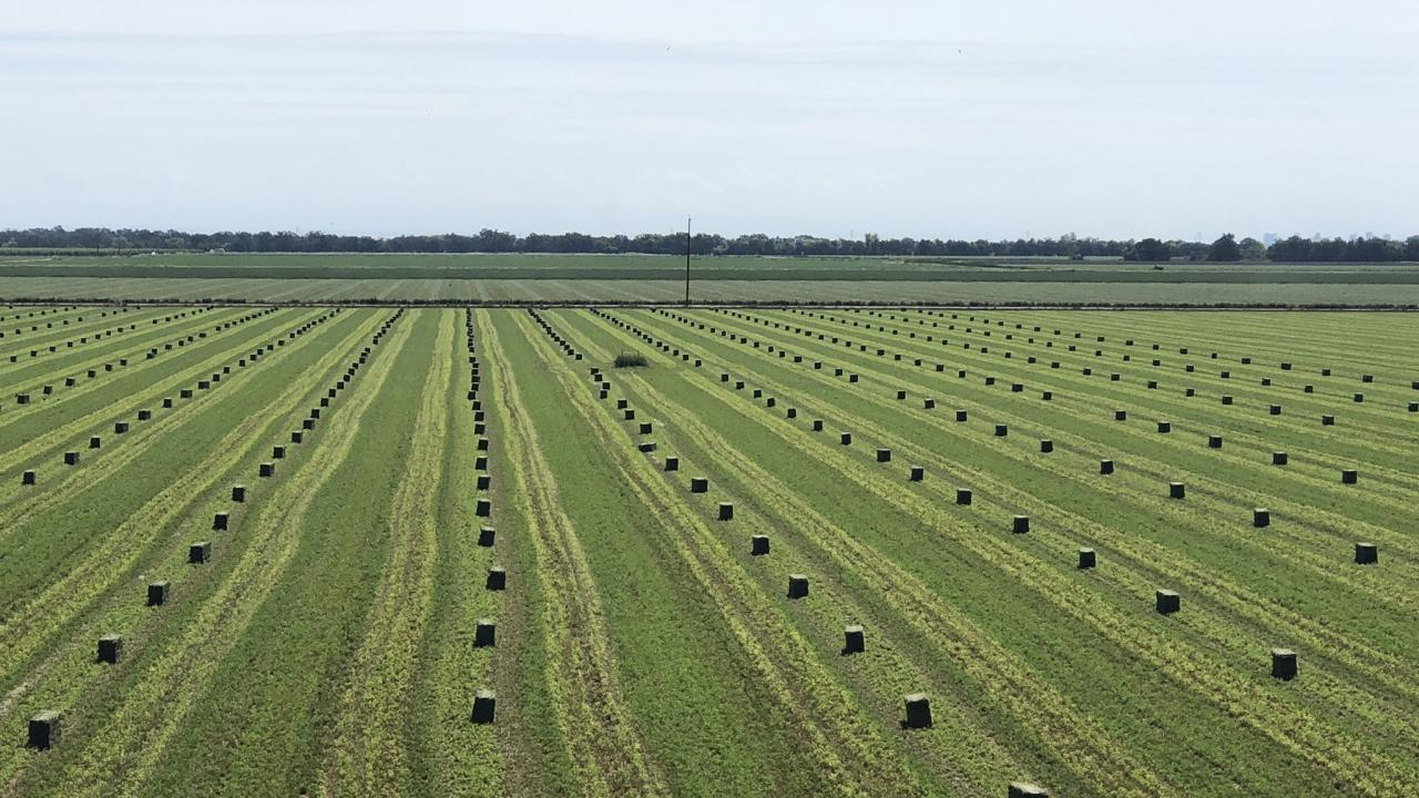 An alfalfa field with hay visibly drying in the sun