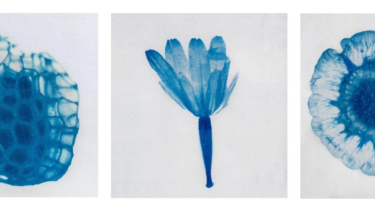3 blue images of seeds in a row - Cyanotypes by Arielle Rebek