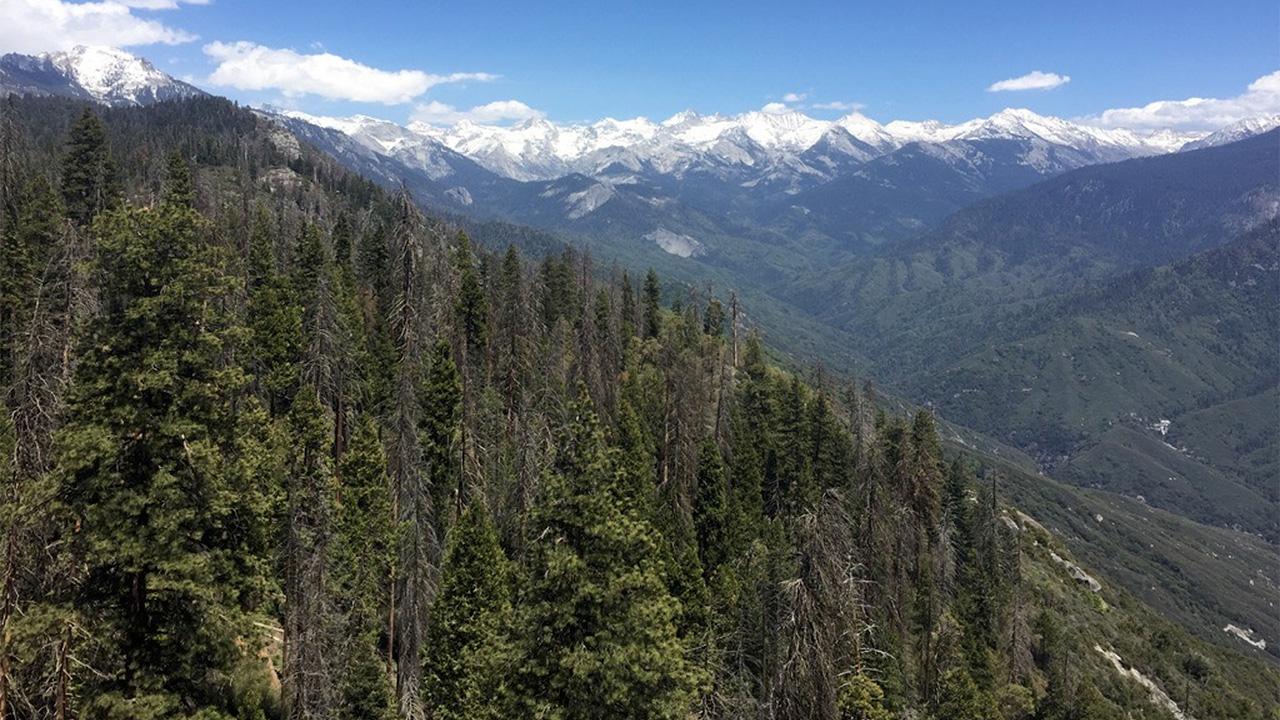 Wide landscape showing close and distant mountains, with many dead pine trees in the foreground.