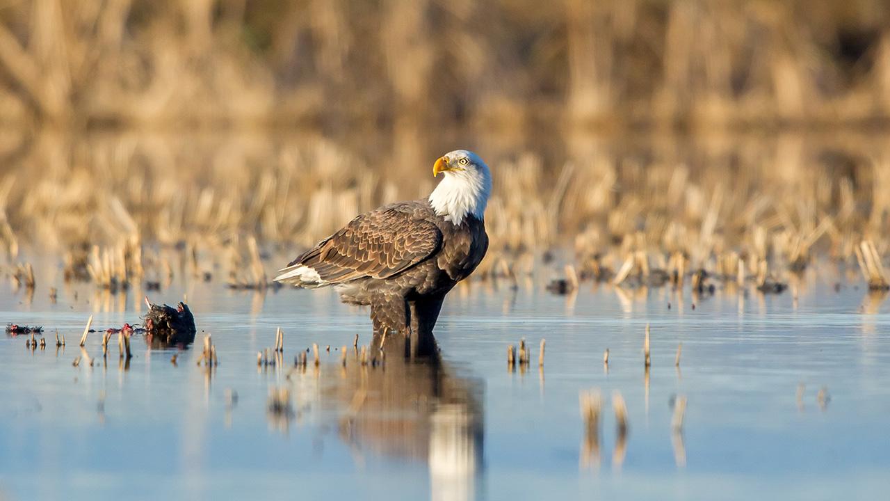 A bird with a hooked beak perches on a log or something poking up from water, surrounded by tan grass.