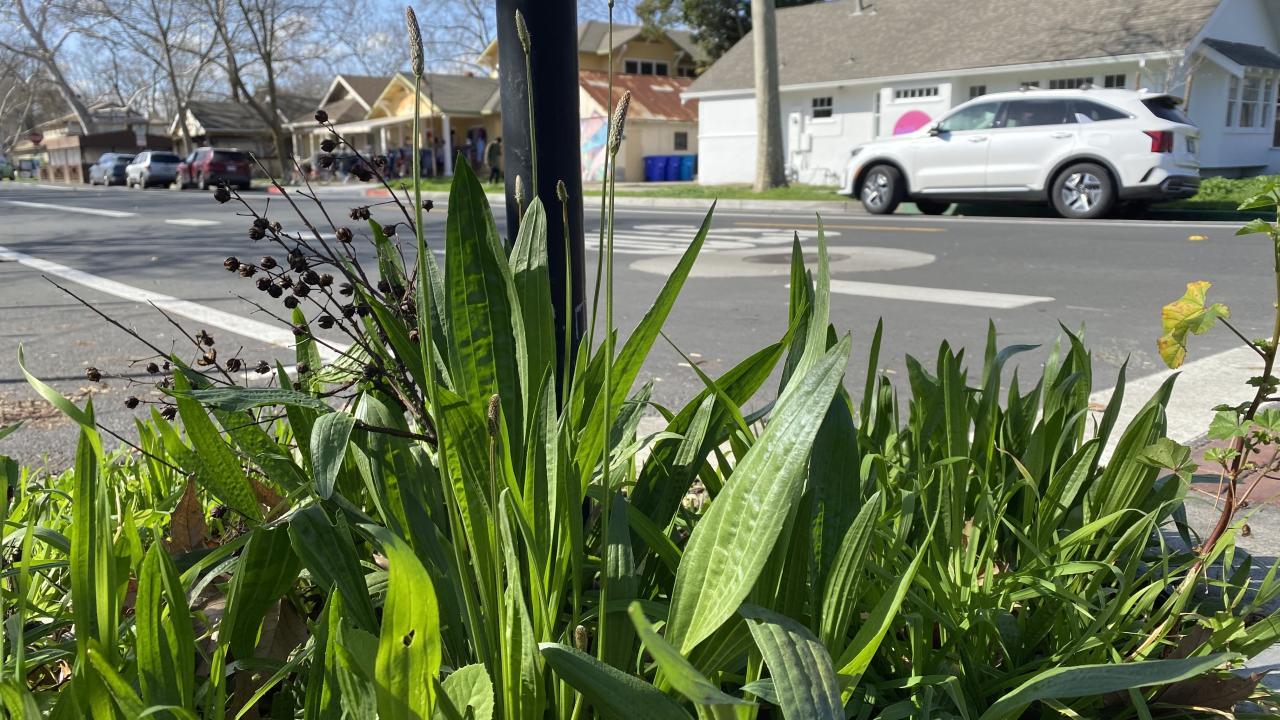 close-up of low green plants with wide leaves and spiky stalks, along a street edge