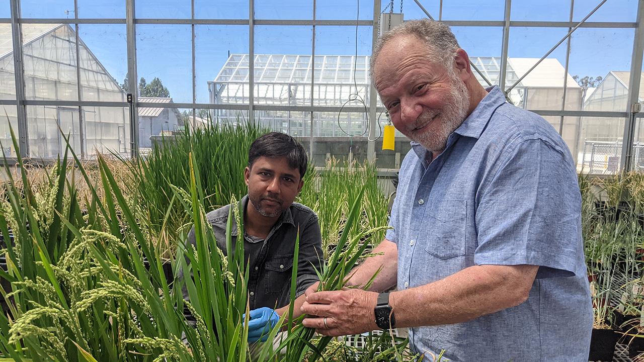 Two men in a greenhouse with green grassy-looking plants