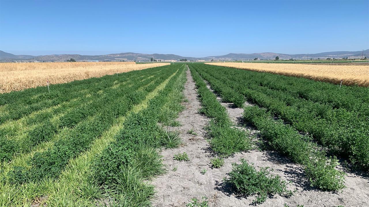 A broad field with rows of short green crops in the middle and rows of tall brown grass at the sides