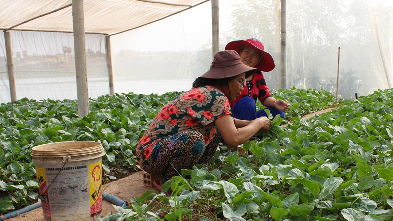 Two people inside a structure built of net, surrounded by small green plants.