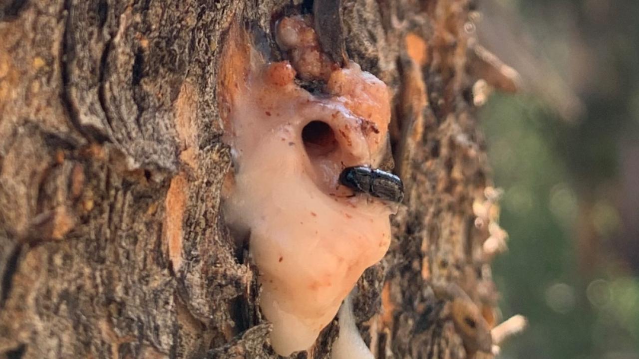 Close-up of an insect by a hole on a tree, with pinkish goo all around the hole. It's disgusting.