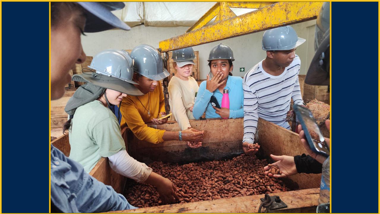 Young people wearing yellow hard hats. Some have their hands in a metal bin holding cacao seeds