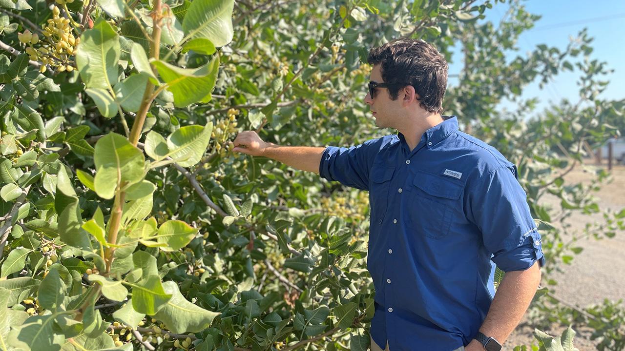 Man in blue shirt reaching out to green leaves.