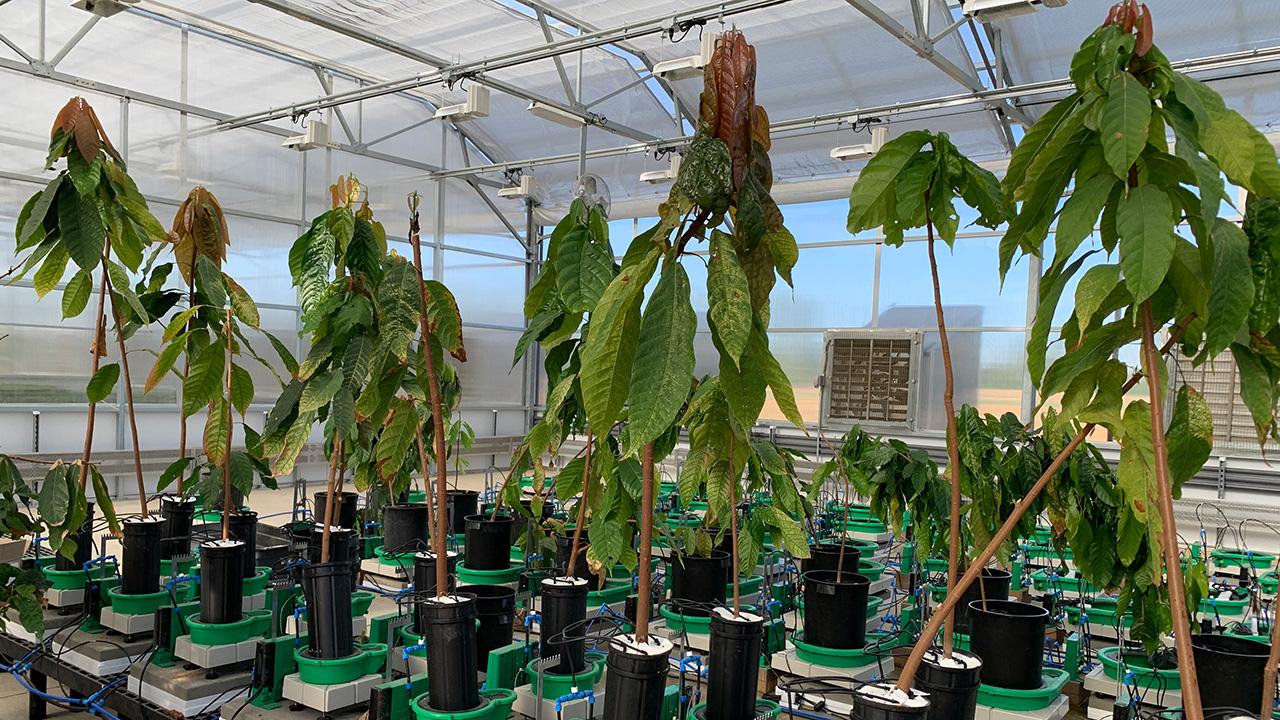 Tall green plants in a greenhouse