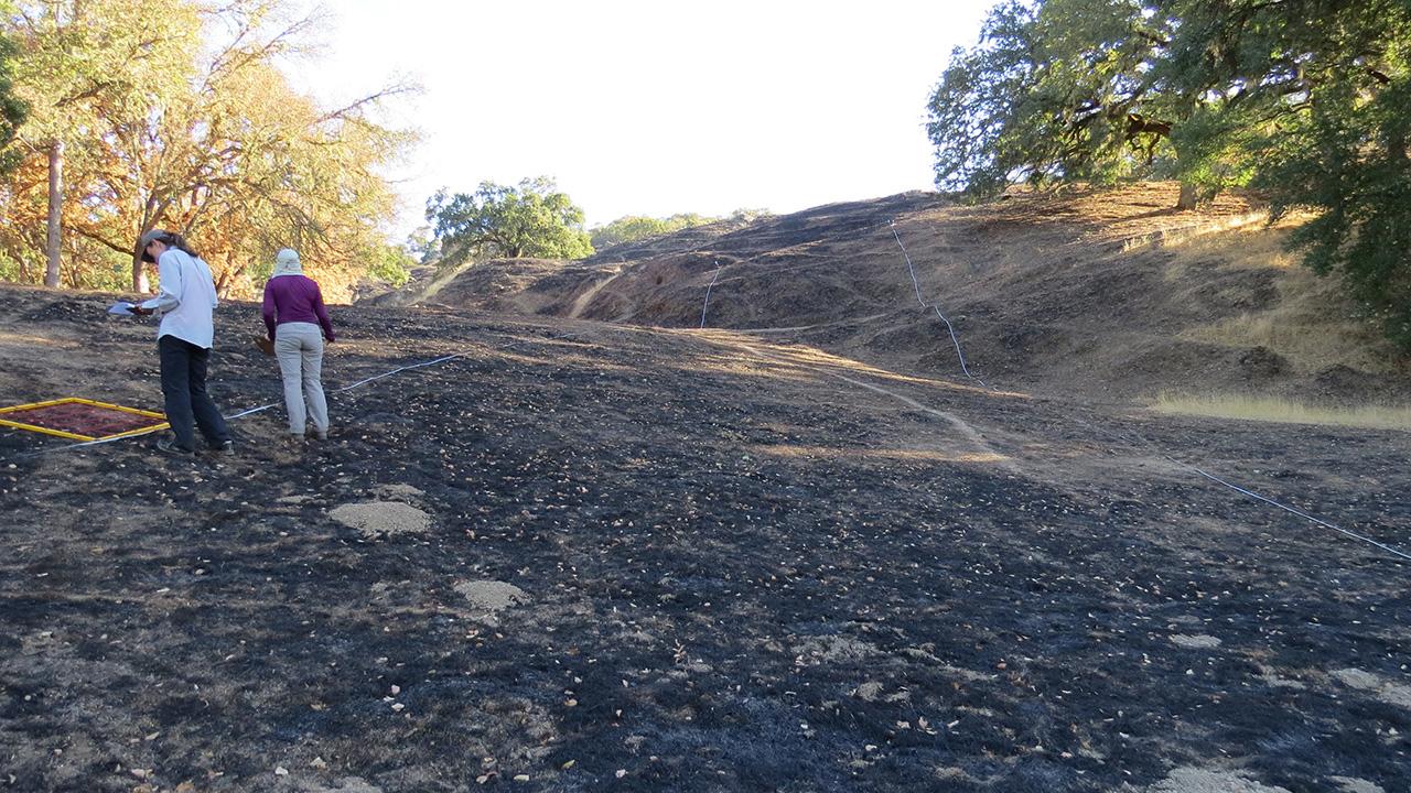 Two people walking, heads down, on a charred hillside