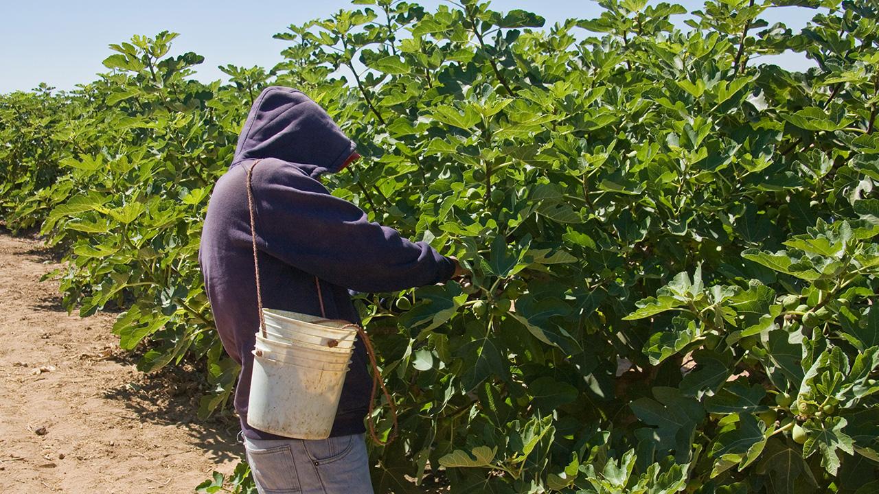 Man by rows of fig trees, carrying a white bucket, with his hands on fruit hanging from the tree.