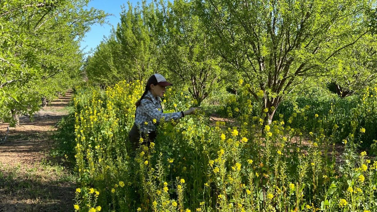 A woman standing in tall mustard grass with yellow flowers growing between rows or orchard trees.