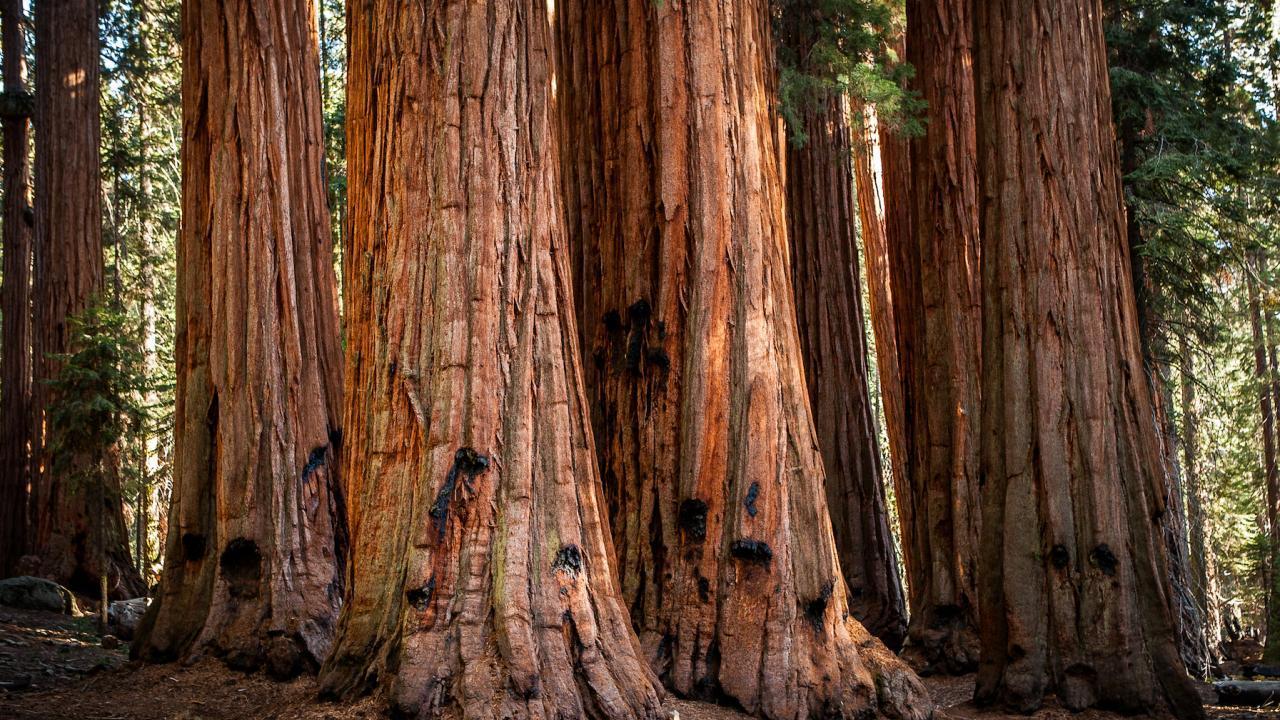 A grove of giant sequoias in Sequoia National Park. (Getty)