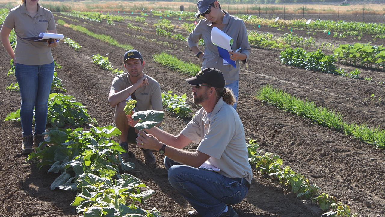 A man squats amid furrows and rows of low crops, with a few other people standing nearby looking at him.