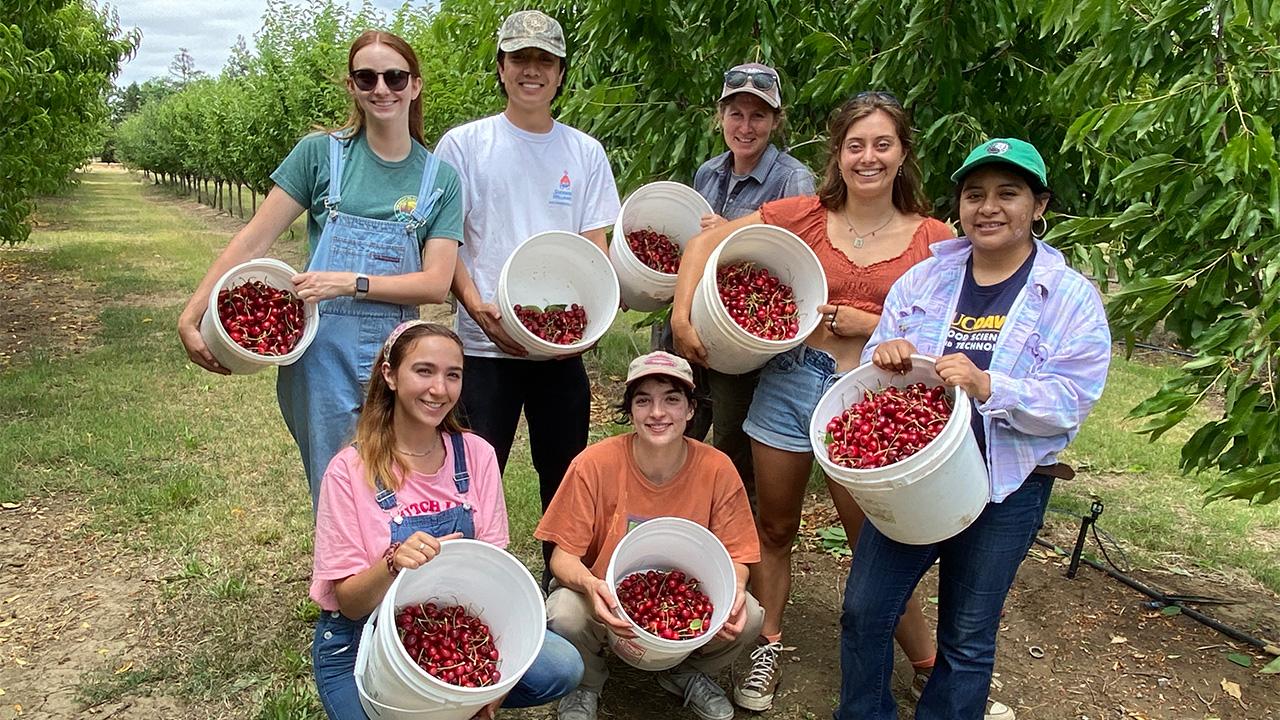 A group of young people in an orchard, holding buckets of red cherries