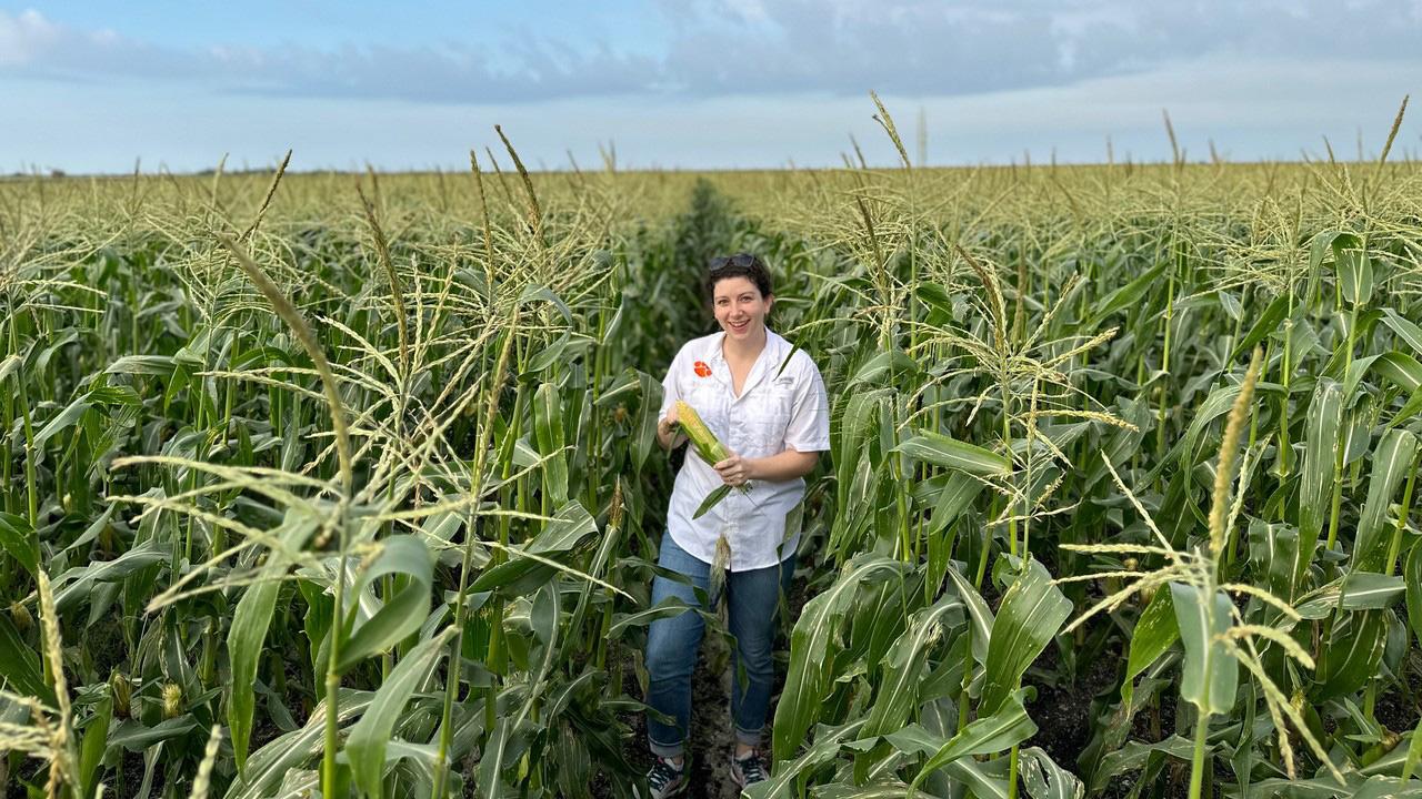 Woman standing in a field of tall, green corn. Blue sky above.