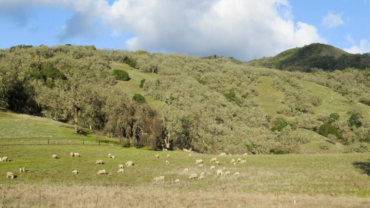 Hillside landscape with trees and sheep grazing