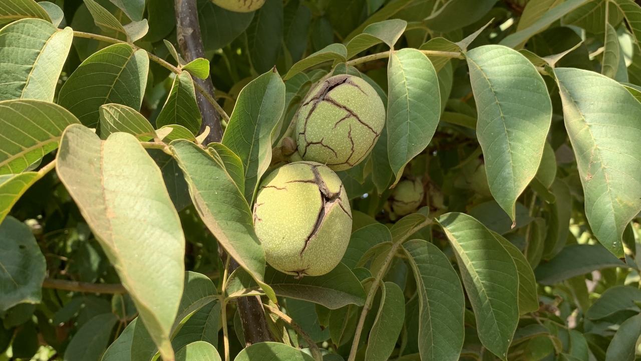 'UC Wolfskill' walnut tree with fruit