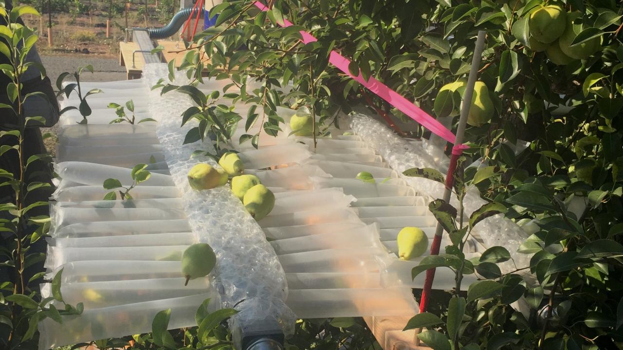 Fruit falling onto an inflated bed of bubblewrap and air pillows