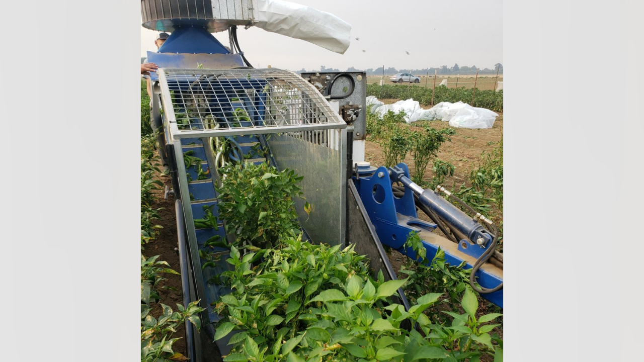 Jalapeños harvested by a mechanical harvester in a field.