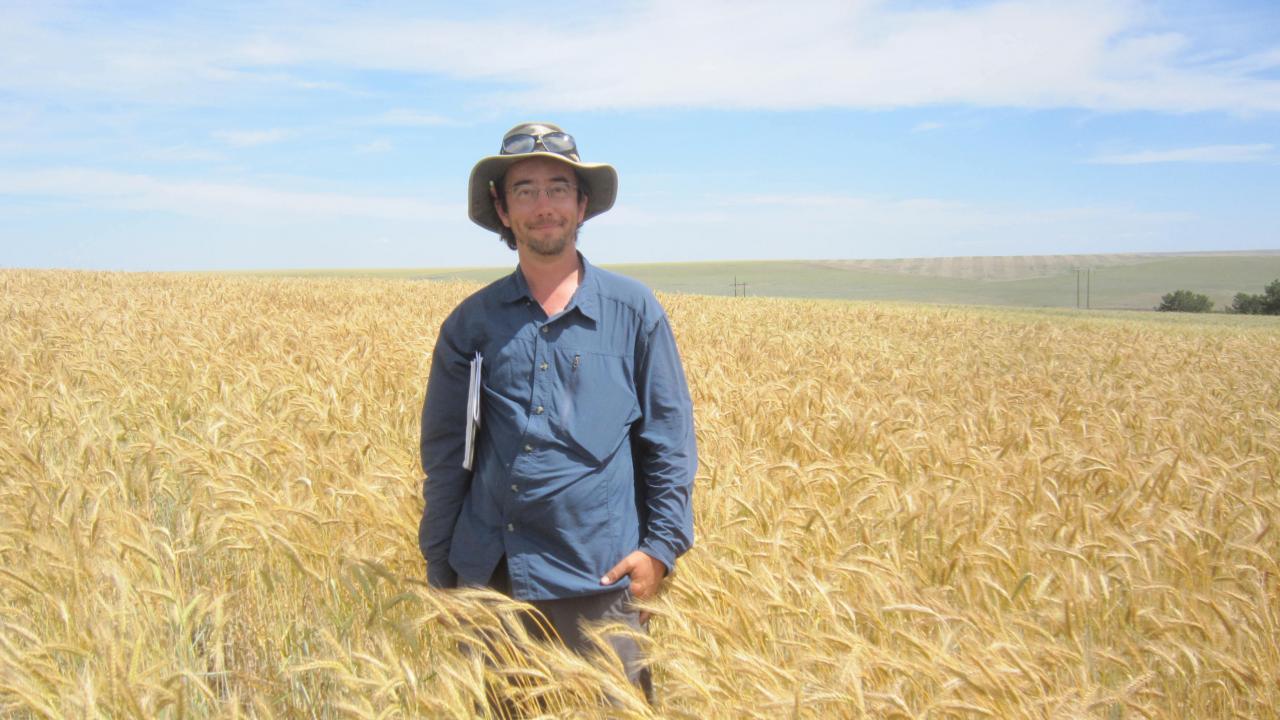 Josh Hegarty stands in the middle of a dry triticale field, which reaches up to his waist. 