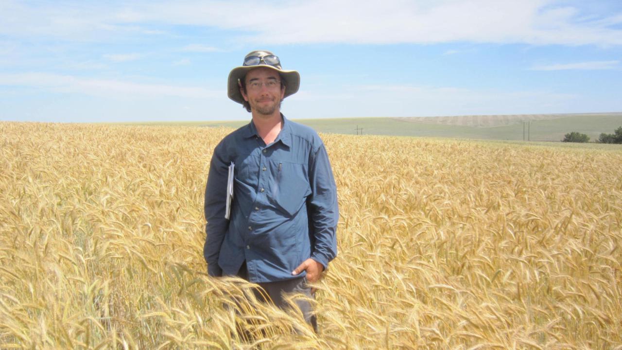 Josh Hegarty stands in the middle of a dry triticale field, which reaches up to his waist. 