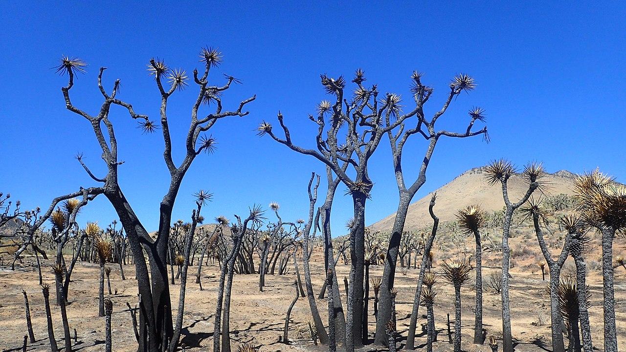 Strangely shaped trees stand blackened against a desert landscape and blue sky.