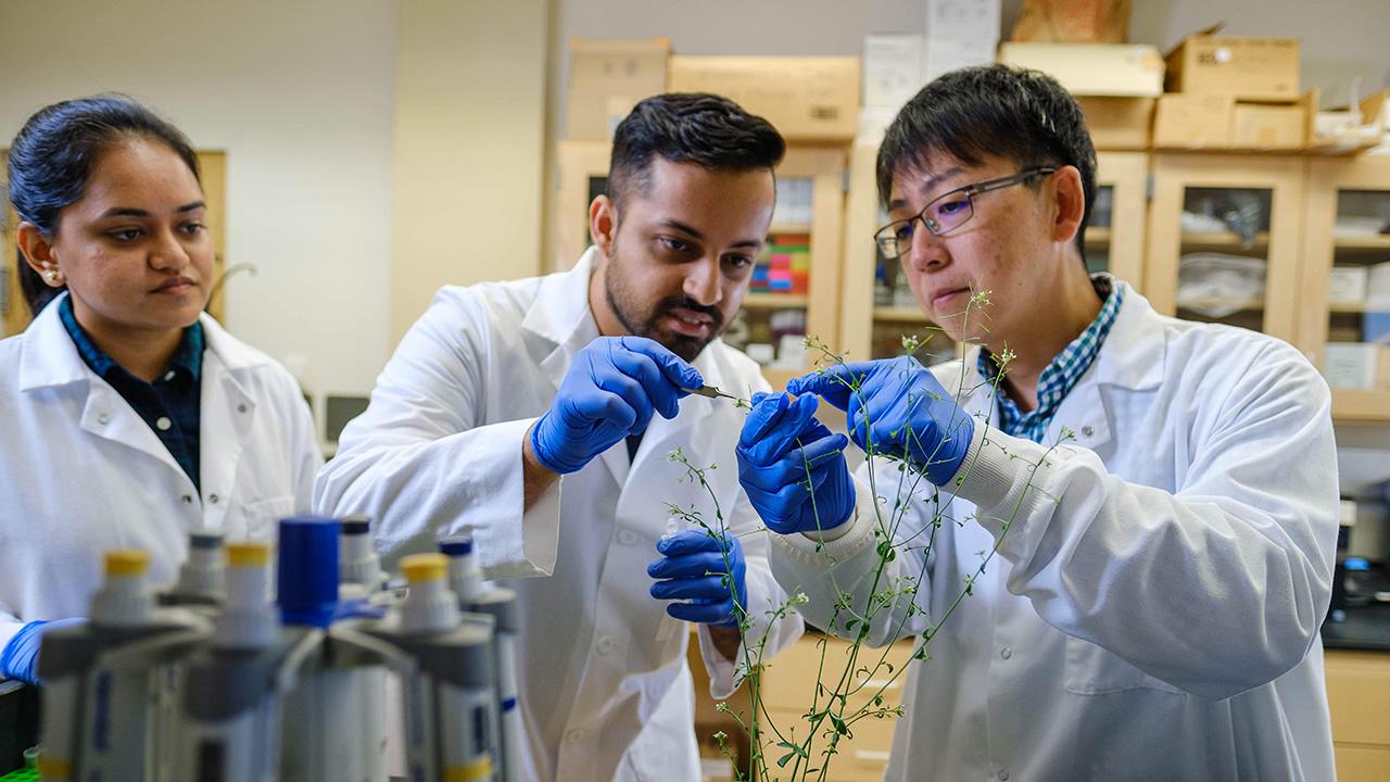 Three people in a lab, wearing blue gloves and doing something to a plant.