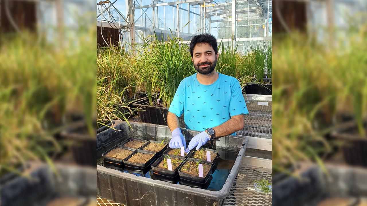 A man in a t-shirt smiles as he plants rice in gloves. Tall grass-like plants surrounds him and daylight can be seen through the widows in the back. 