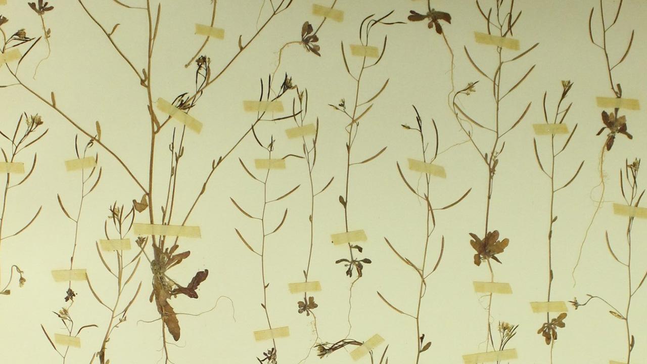 Dried plants on a sheet of paper