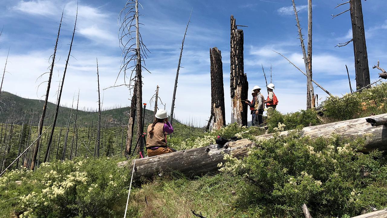 Charred tree trunks, with no branches, rise up from hilly terrain that has lots of low, green bushy plants. Clouds in a hazy blue sky.