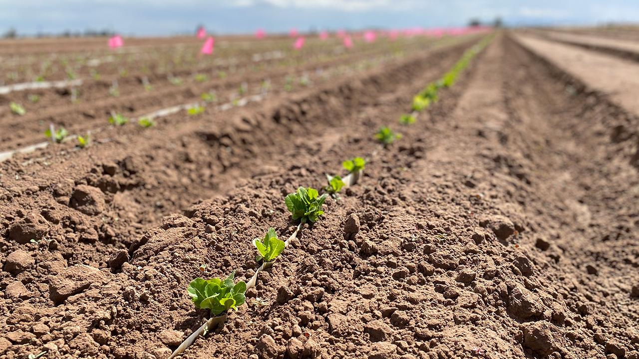 In the foreground, a close-up of furrows in a field, with young lettuce heads planted. The furrows point toward the horizon, with farm buildings and a dramatic cloudy-and-blue sky.