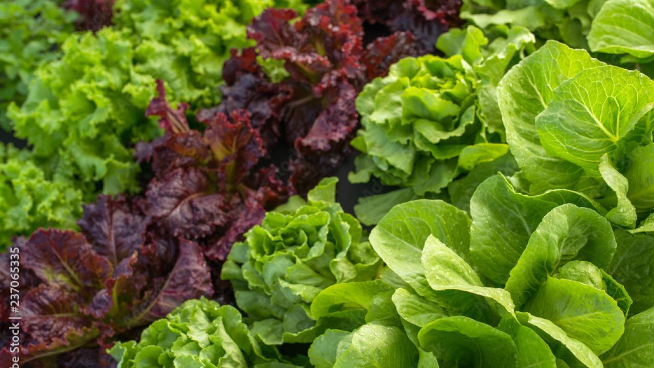 A few rows of beautiful, fresh lettuce of different varieties in the ground.