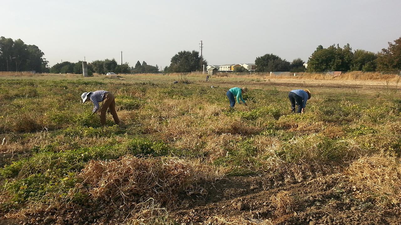 Three people working in a field of bean plants.