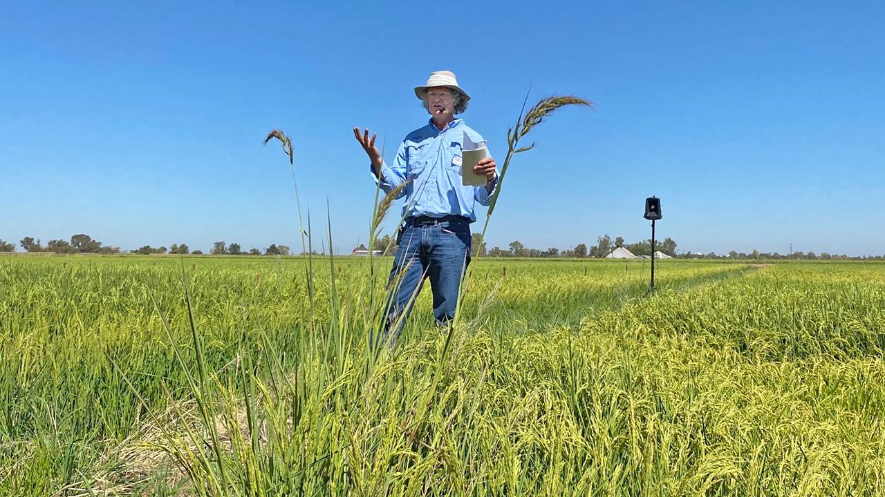 Man in a field of knee-high, green, grassy plants.