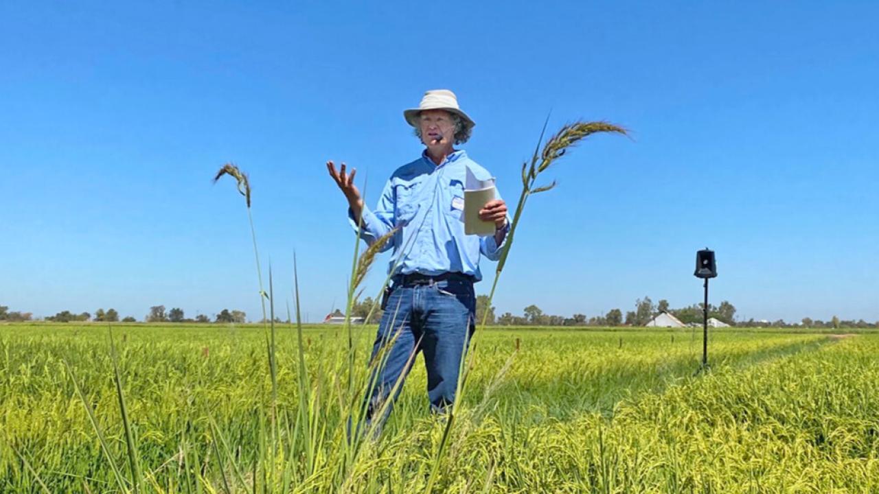 Bruce Linquist standing in an open field under a blue sky. He is wearing a blue button up, blue jeans, and a white hat. He is holding stalks of wheat. 