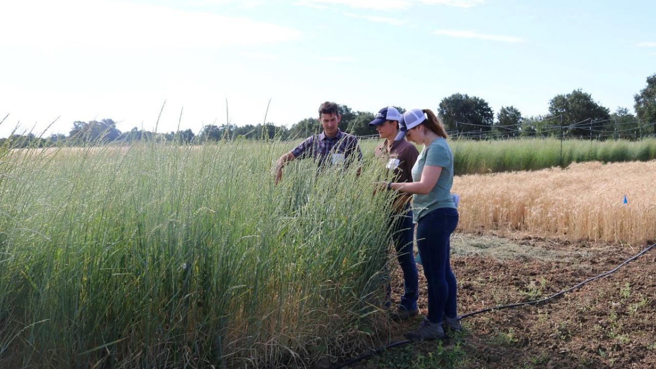 Three people standing by a small field of tall, green grass.