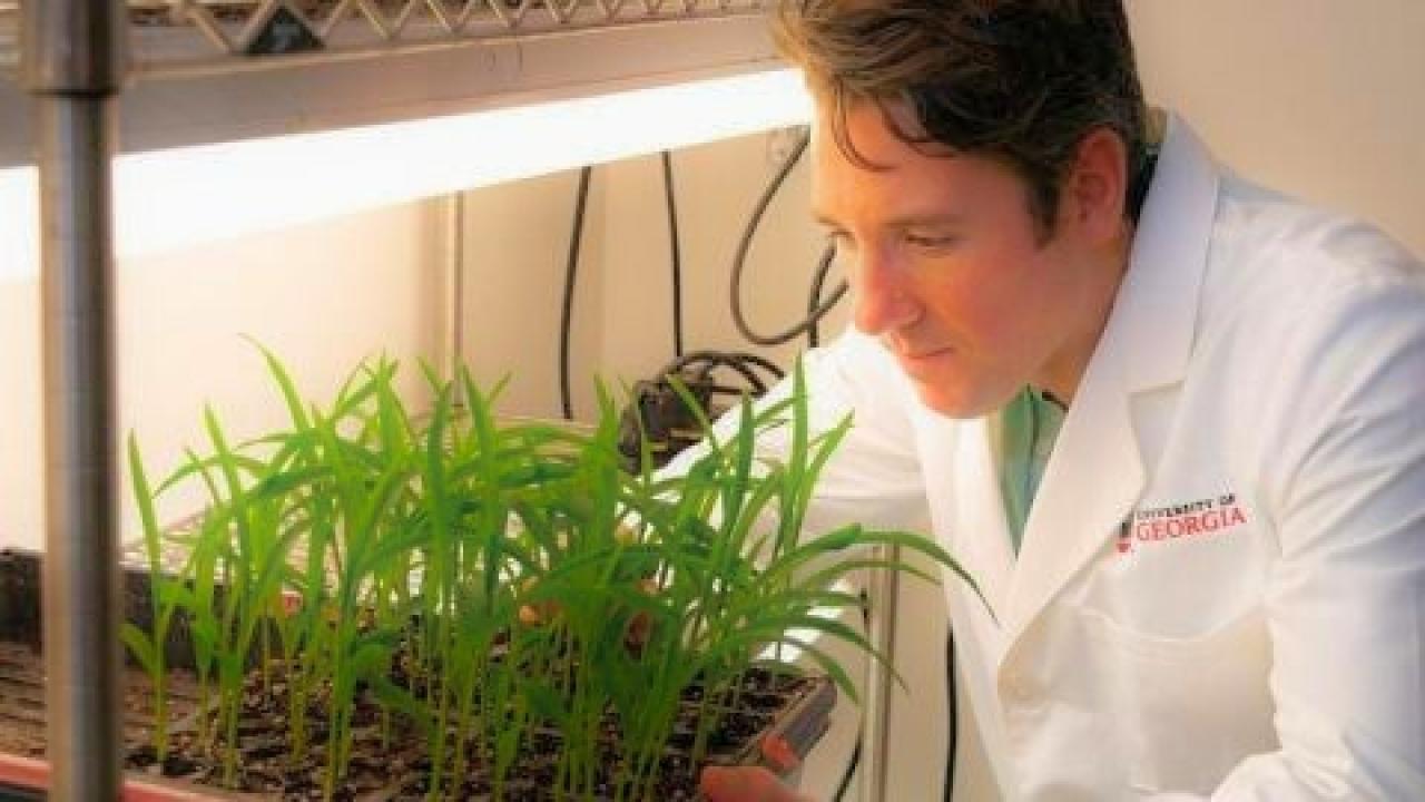 Man looks at plants in lab