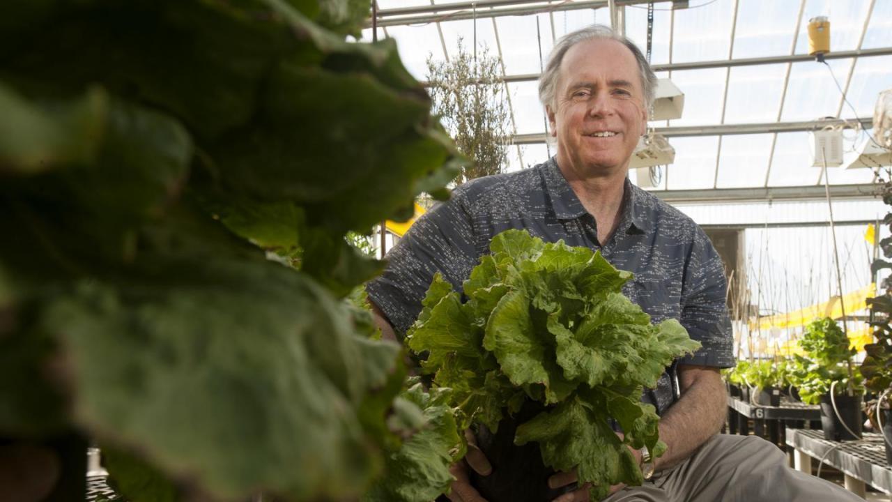 Man inside a greenhouse with lots of plants in foreground