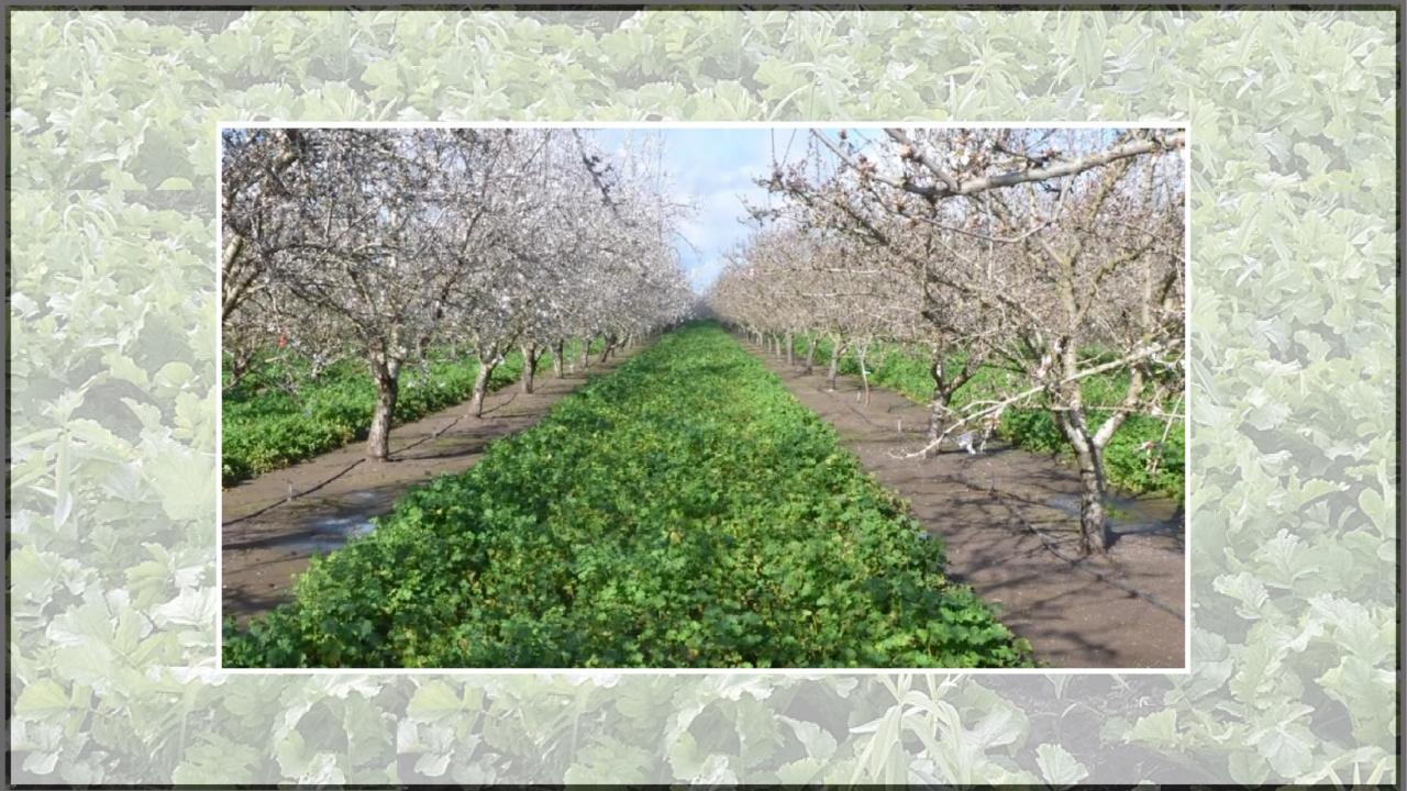 A row of trees in an orchard. Green plants are growing from the ground in between the trees.