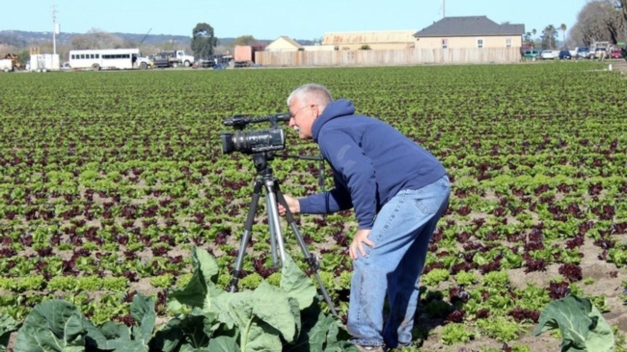 Man with a video camera in a field of green leafy vegetables