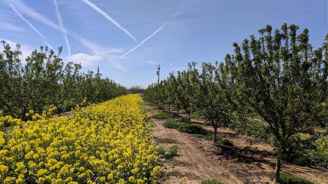 mustard covercrop