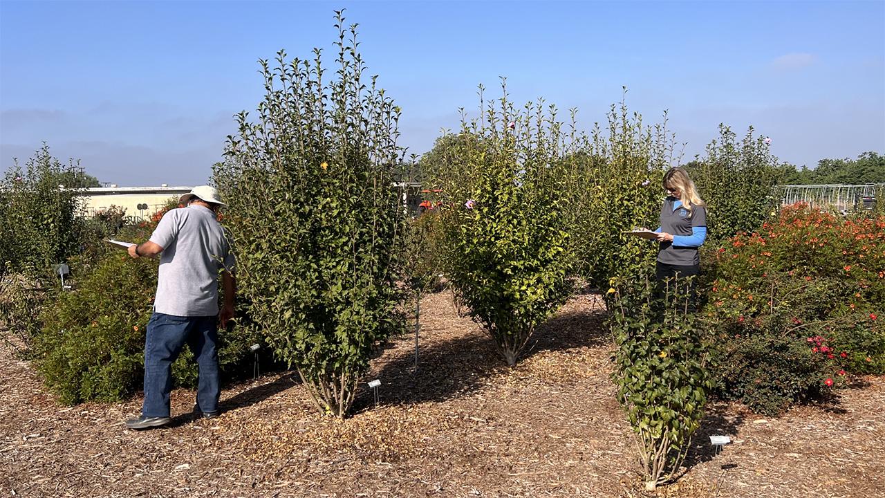 Two people tending a stand of large bushes.