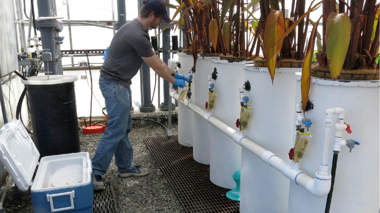 Staff Research Assistant Grant Johnson monitors a slow sand filtration tank coupled with a vegetated filter and planted with canna at the South Coast Research and Extension Center in Irvine, Calif. The work was among projects overseen by landscape horticulturalist Lorence Oki and funded, in part, by the Plant California Alliance over many years.