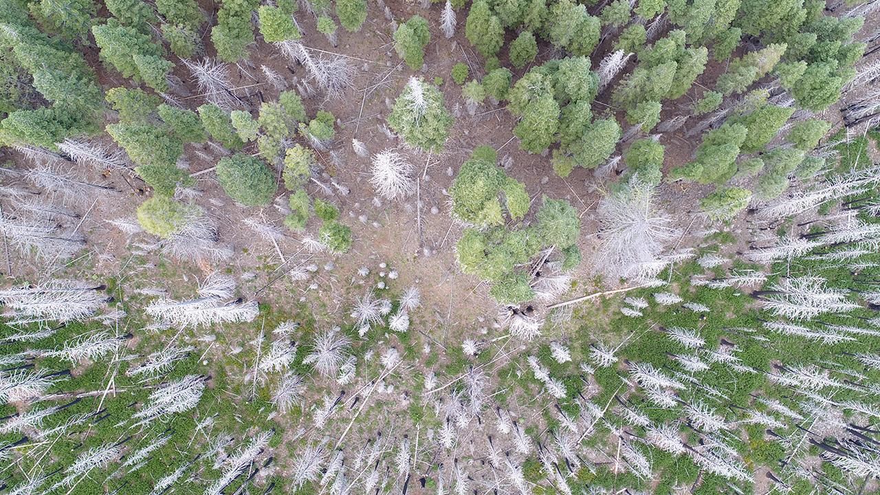A birds's-eye image of a forest, looking down. showing green pine trees interspersed with many white skeletons of dead trees.