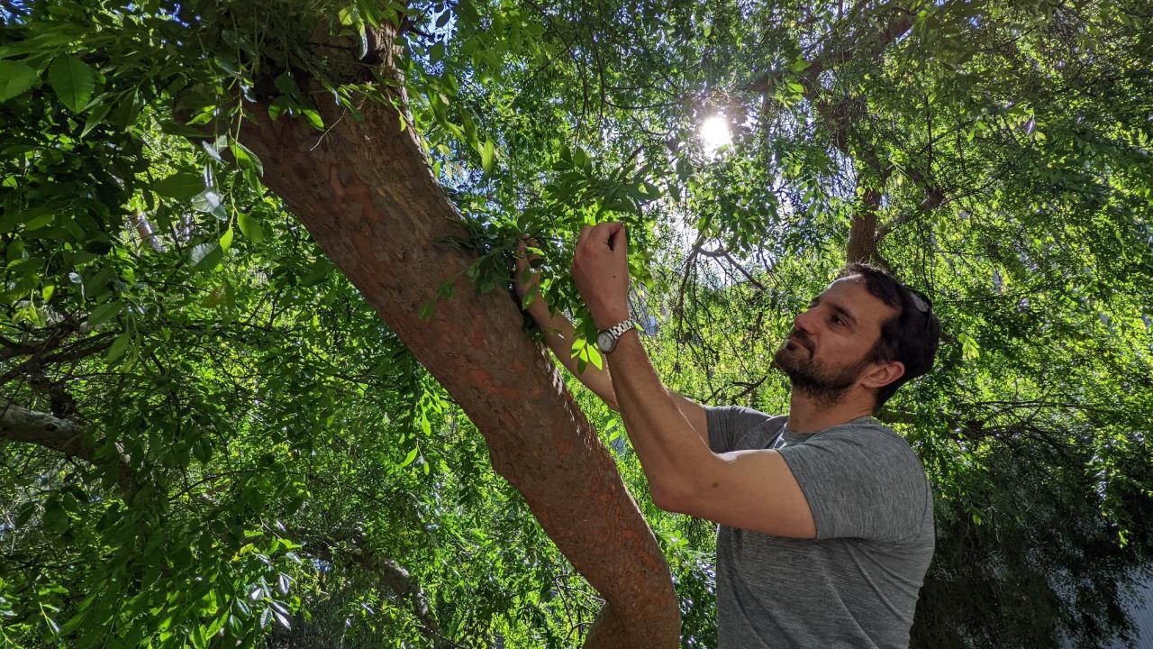 Man and leafy tree