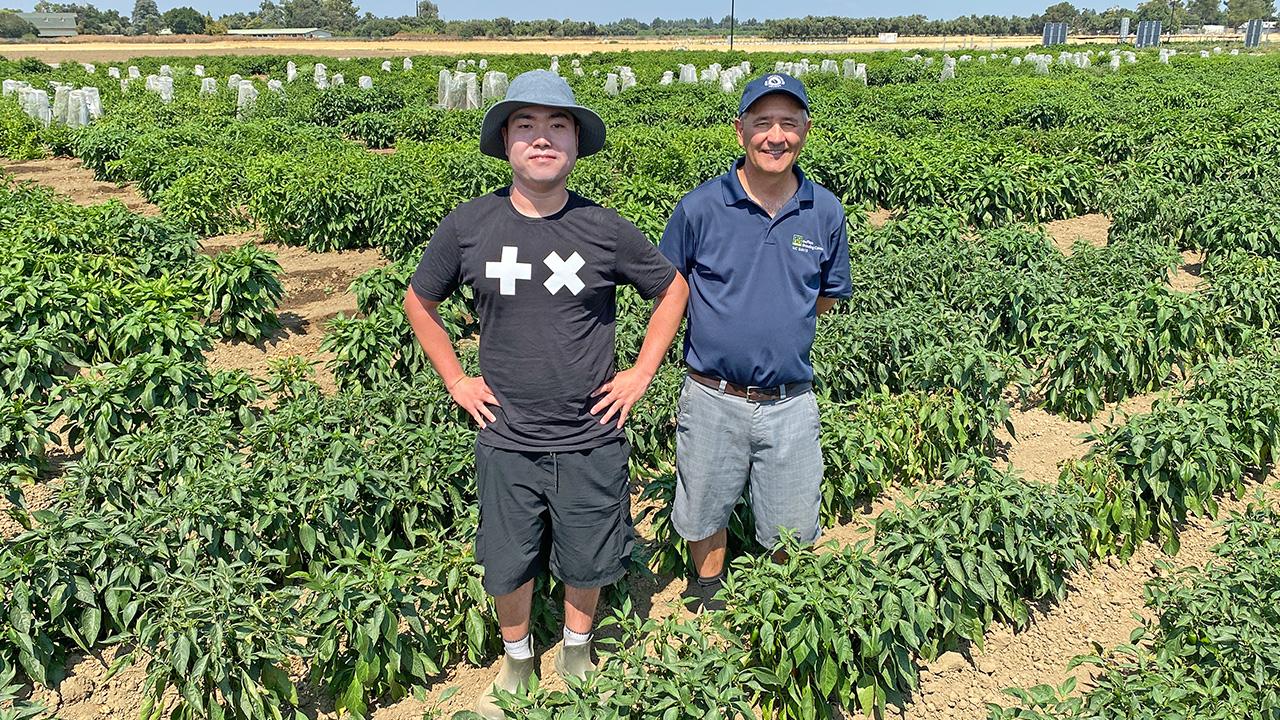 Two men standing in a field of low green bushes