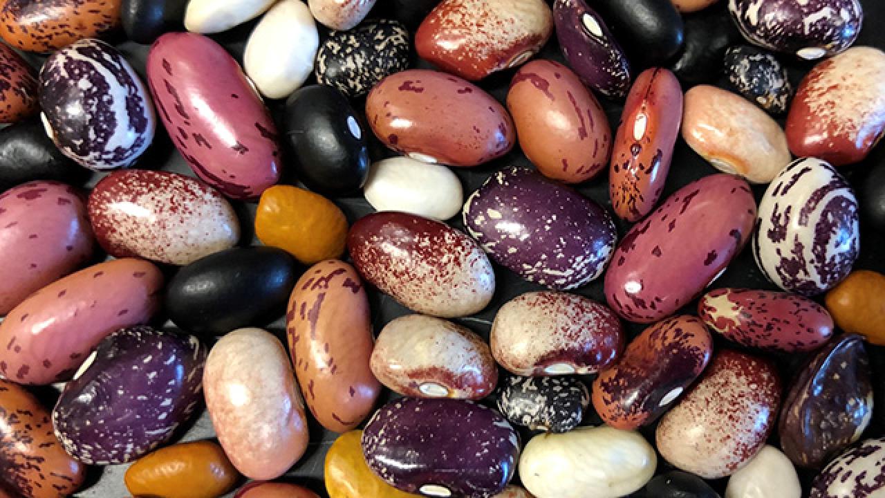 Beans with different patterns and colors, including red, black, white and yellow.