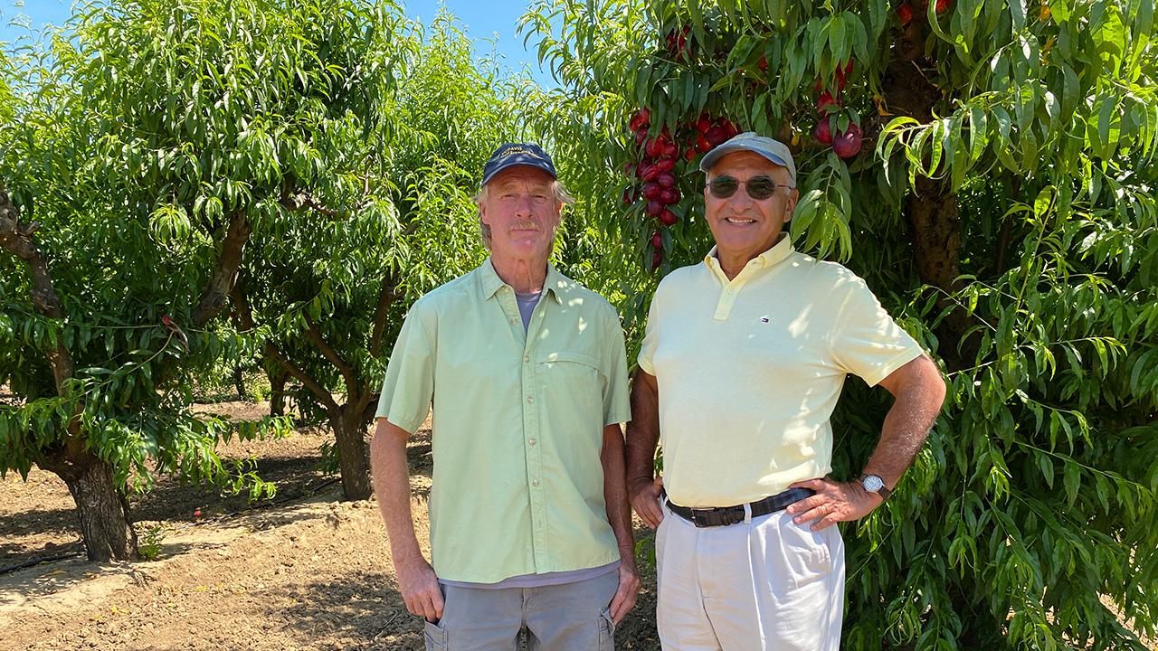 Two men standing, with two rows of leafy orchard trees behind them