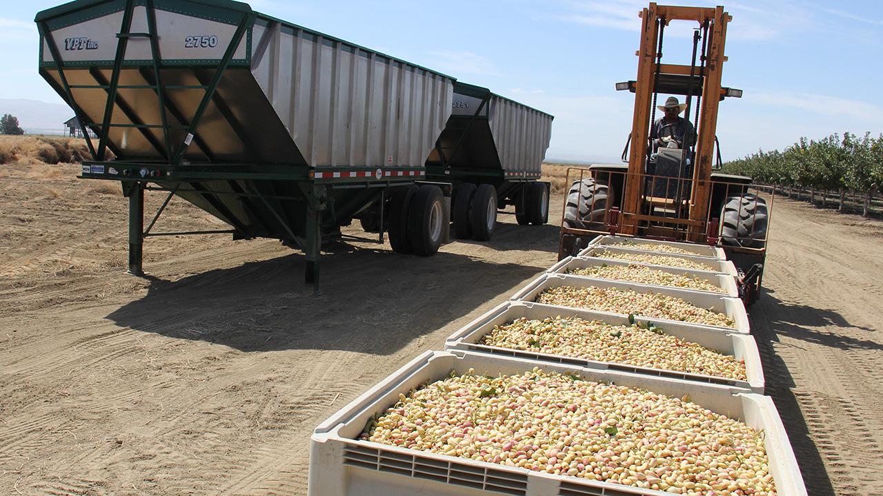 Three large bins of pinkish pistachio fruits in the foreground, with a man on a forklist about to pick one up at the rear. To the side, a large metal container. Blue sky in the background.