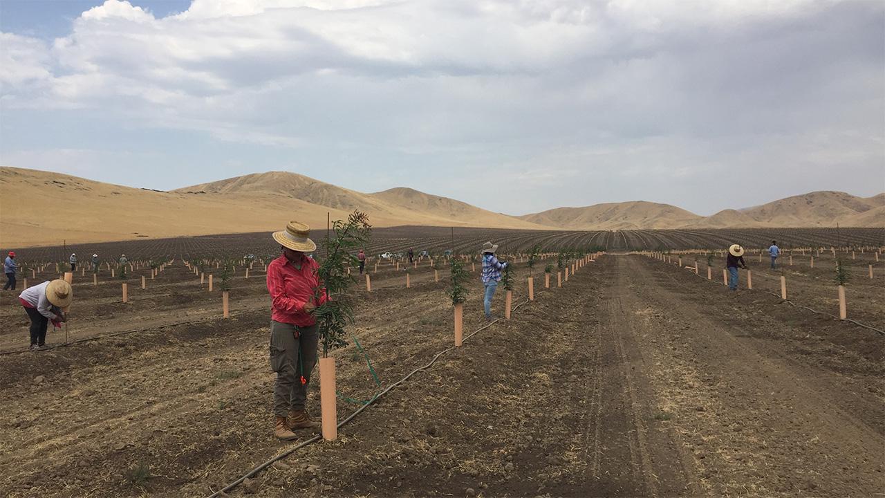 People in a dry field planting twig-like trees, with mountains on the horizon